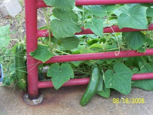 2008-08cucumbers